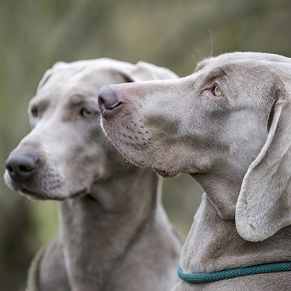 Weimaraner pup Jari van de Tuindershof.